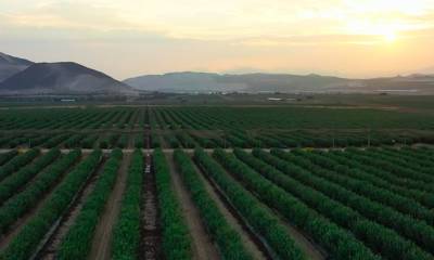 Hortifrut Ecuador ha generado empleo en la región, contratando a 175 cosechadores en Zapotillo y cantones aledaños / Foto: cortesía Hortifrut