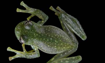 Esta rana se caracteriza por su dorso moteado con manchas blancas, vientre parcialmente transparente, ojos con reticulaciones negras y huesos verdosos/ Foto: cortesía UTPL