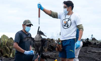 Las amenazas que afectan a las aves son la crisis climática, patógenos, metales pesados, interacción humana y especies introducidas / Foto: EFE