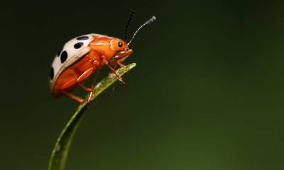 La única especie nativa que es común en la isla San Cristóbal es la mariquita Sanguínea / Foto: EFE