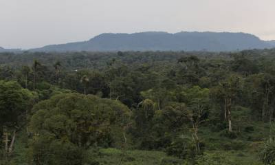 La región ganó un total de 64,7 millones de toneladas métricas de carbono / Foto: El Oriente