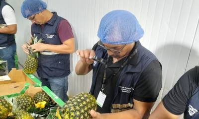 Ecuador produce anualmente 507.987 toneladas de piña / Foto: cortesía Agrocalidad