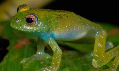 En el mundo hay más de 5.000 especies de anuros -ranas y sapos-, un grupo diverso con una notable variedad de colores / Foto: EFE