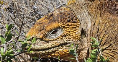 Desde 2018 se han liberado 3.143 iguanas en la isla Santiago / Foto: EFE