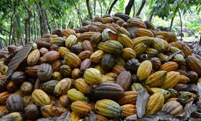 Los precios del cacao han alcanzado niveles históricos, superando los $ 10,000 por tonelada métrica / Foto: cortesía 