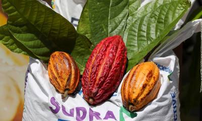Los primeros vestigios de la domesticación y cultivo del cacao se hallaron en Palanda, una población de la Amazonía ecuatoriana / Foto: EFE