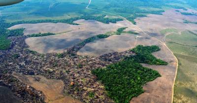 Desde 2001 la región ha perdido más de 110.000 hectáreas de bosque anuales / Foto: cortesía 