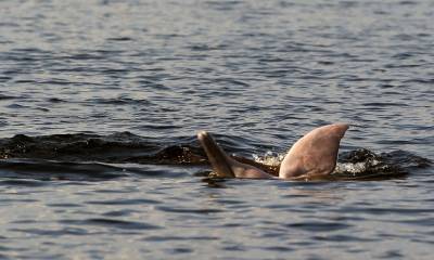 Estas especies están amenazadas por la actividad humana derivada de la pesca, la agricultura, la minería y la construcción de presas / Foto: EFE