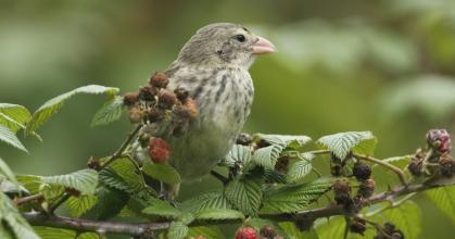 Galápagos: Estudio sugiere una nueva especie de pinzón de Darwin