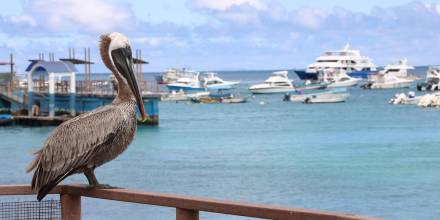 Ecuador oficializará nueva reserva marina de Galápagos