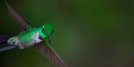 Fundación Jocotoco ganó premio internacional que beneficia al colibrí