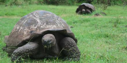 Las tortugas gigantes de Galápagos, afectadas por el plástico