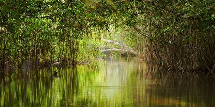 Fondo Verde para Clima asigna a Ecuador 36,4 millones de dólares para conservar manglares