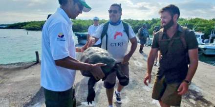 Hallan en Galápagos una especie de tortuga que se creía extinta desde hace más de un siglo