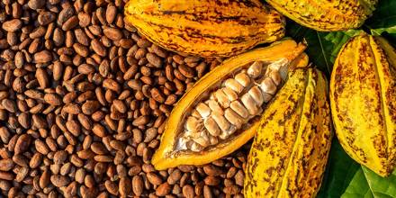 El precio del cacao cotiza sobre los $ 7.700 el quintal