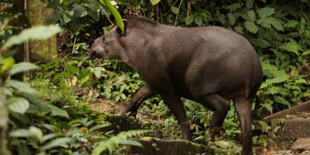 La gastronomía kichwa incluye tapires, guatusas, guantas y armadillos