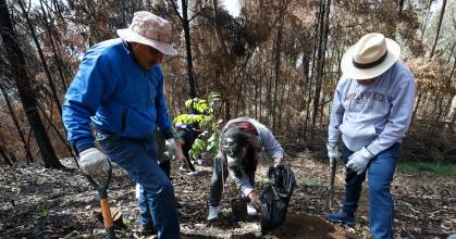 La reforestación de Quito tras incendios inició con siembra de 20.000 árboles