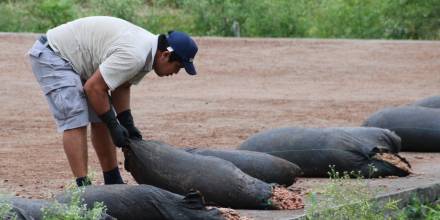 Arranca en Ecuador proyecto de matriz exportadora de gigante suizo del cacao