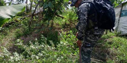 Policía destruyó una hectárea de hoja de coca en San Lorenzo