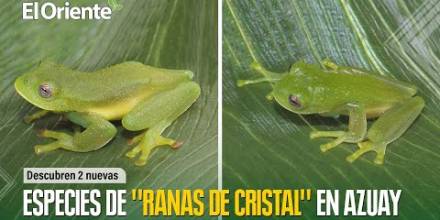 2 nuevas especies de "ranas de cristal" fueron descubiertas en Azuay