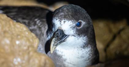 Preparan un nuevo protocolo de monitoreo de petreles de Galápagos, ave con futuro incierto