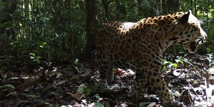 WWF lanza una estrategia continental para proteger al jaguar