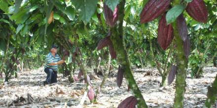 Estados Unidos, al rescate del café y el cacao ecuatoriano
