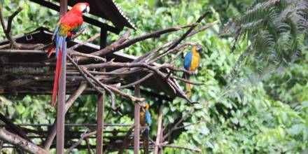 Lago Agrio, ‘tierra de colores’, es un paraíso en la Amazonía