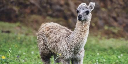 Ecuador cuenta con el primer programa de mejoramiento genético de alpacas