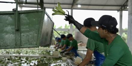 'Fincas Seguras': el banano de Ecuador se protege contra criminalidad