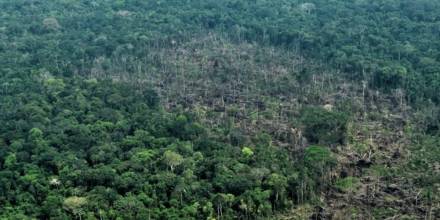 La deforestación ha acabado con 12,5 % de la vegetación de la Amazonía 