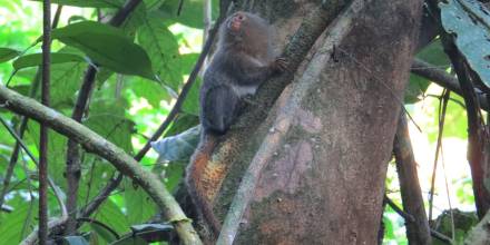 Una nueva especie de leoncillo fue descubierto en la Amazonía