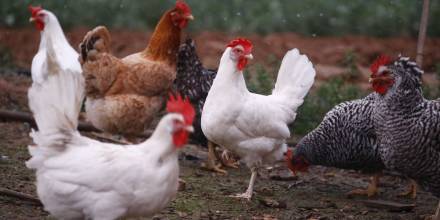 Dos millones de aves serán vacunadas contra la influenza aviar