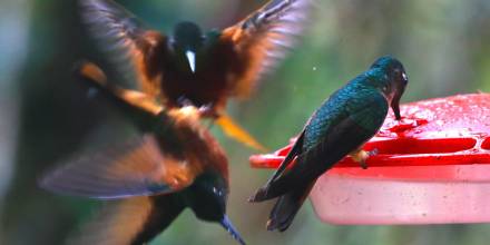 Zamora Chinchipe, un paraíso de las aves