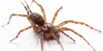 Nueva tarántula con espinas gigantes fue descubierta en Morona Santiago