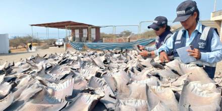 Perú incautó 1,3 toneladas de aletas de tiburón en Tumbes