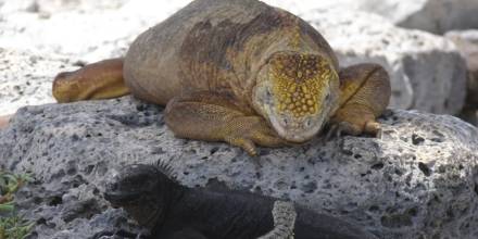 Galápagos: Población de iguanas amarillas se recupera