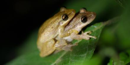 1.639 especies han sido introducidas en Galápagos