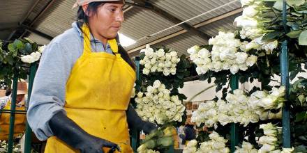 El sector florícola está preocupado por la falta de fertilizantes rusos