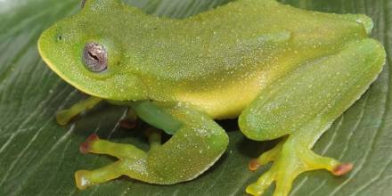 2 nuevas especies de ranas de cristal en los Andes fueron descritas