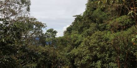 Zamora Chinchipe ha sufrido una reducción de su cubierta forestal 