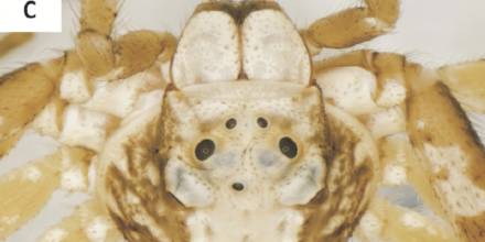 Investigadores reportan 2 casos de anomalías oculares en arañas del Yasuní