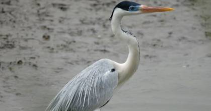 En Cuyabeno, habita la garza más grande de Sudamérica 