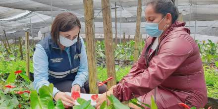 Ecuador batió récord de exportación de flores en temporada de San Valentín