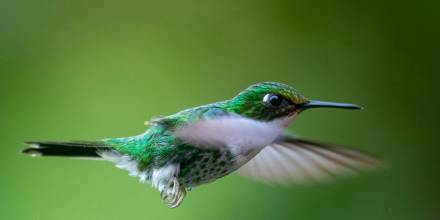 Especie de planta que atrae a colibríes fue descubierta en el Chocó Andino