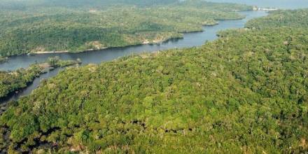 Los peces de la Amazonía brasileña están contaminados con mercurio