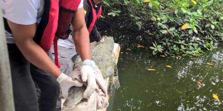 Cocodrilo que apareció en Salinas fue liberado en un refugio natural