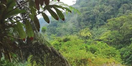 La Reserva Cofán Bermejo, un paraíso de 55.451 hectáreas en Sucumbíos