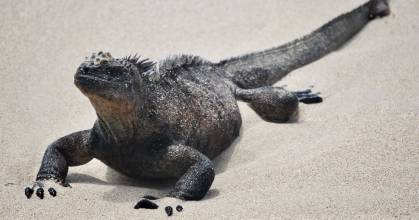 La convocatoria que destinará fondos de canje de deuda a Galápagos se abrió