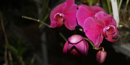 Orquídeas, un tesoro escondido en la Amazonía ecuatoriana 